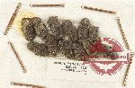 Scientific lot no. 483 Tenebrionidae (12 pcs)