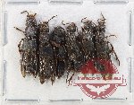 Scientific lot no. 164 Staphylinidae (6 pcs)