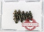 Helotidae Scientific lot no. 36 (5 pcs)