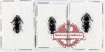 Passandridae Scientific lot no. 17 (3 pcs)