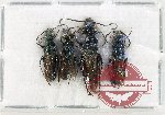 Scientific lot no. 567 Hymenoptera (4 pcs)