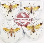 Scientific lot no. 562 Hymenoptera (4 pcs)
