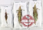 Scientific lot no. 64 Orthoptera (3 pcs)