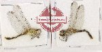 Scientific lot no. 22 Odonata (2 pcs)