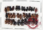 Scientific lot no. 930 Coprophaga (35 pcs)