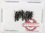 Scientific lot no. 37 Languridae (6 pcs)