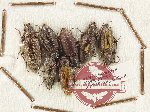 Scientific lot no. 485 Tenebrionidae (7 pcs)