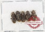 Scientific lot no. 489 Tenebrionidae (5 pcs)
