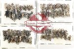 Scientific lot no. 986 Curculionidae (65 pcs)