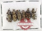 Scientific lot no. 931 Curculionidae (6 pcs)