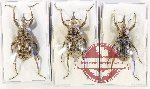 Scientific lot no. 902 Curculionidae (Sipalinus sp.) (3 pcs)