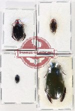 Scientific lot no. 212 Dytiscidae (4 pcs)