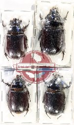 Scientific lot no. 5K Dynastinae (Oryctes rhinoceros) (3m 1f A, A2)