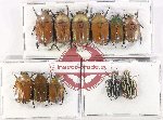 Scientific lot no. 56 Cetoniinae (11 pcs)