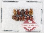 Scientific lot no. 616 Chrysomelidae (10 pcs)