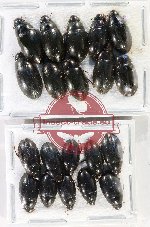 Hydrophilidae Scientific lot no. 335 (20 pcs)
