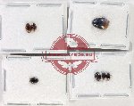Hydrophilidae Scientific lot no. 339 (7 pcs)