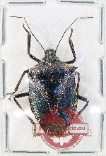 Pentatomidae sp. 71 (3 pcs A-/A2)