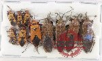 Scientific lot no. 1379 Heteroptera (10 pcs)
