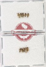 Scientific lot no. 1392 Heteroptera (10 pcs)