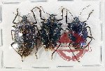 Scientific lot no. 1383 Heteroptera (3 pcs A-)