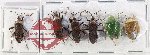Scientific lot no. 1390A Heteroptera (6 pcs - 1 pc A2)