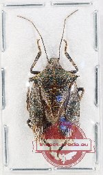 Pentatomidae sp. 72 (A-)