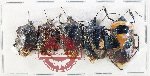 Scientific lot no. 1385 Heteroptera (5 pcs A2)