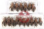 Scientific lot no. 1381 Heteroptera (Coreidae) (16 pcs)