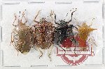 Scientific lot no. 1384 Heteroptera (4 pcs A-)