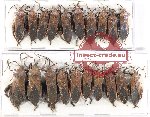Scientific lot no. 1377 Heteroptera (Coreidae) (20 pcs)