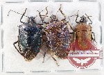 Scientific lot no. 1382 Heteroptera (3 pcs A-)