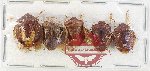 Scientific lot no. 1386 Heteroptera (5 pcs A2)