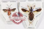 Scientific lot no. 1395 Heteroptera (2 pcs)