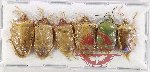 Scientific lot no. 1380 Heteroptera (Pentatomidae) (6 pcs A2)