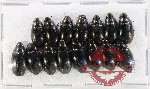 Hydrophilidae Scientific lot no. 334 (15 pcs)