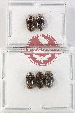 Chelonaridae Scientific lot no. 15 (5 pcs)