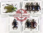 Scientific lot no. 400 Rutelinae (7 pcs - 2 pcs A2)