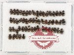 Hydrophilidae Scientific lot no. 312 (50pcs)