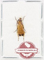 Meloidae sp. 8