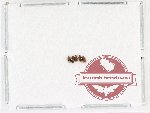 Lathrididae Scientific lot no. 3 (5 pcs)