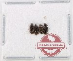 Ptylodactilidae Scientific lot no. 15 (4 pcs)