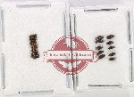 Scraptidae Scientific lot no. 2 (19 pcs)