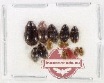 Hydrophilidae Scientific lot no. 337 (13 pcs)