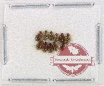 Hydrophilidae Scientific lot no. 340 (11 pcs)