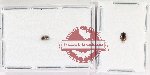 Phalacridae Scientific lot no. 17 (3 pcs)
