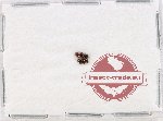 Phalacridae Scientific lot no. 19 (6 pcs)