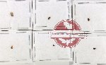 Hydrophilidae Scientific lot no. 327 (7 pcs)