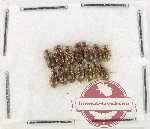 Hydrophilidae Scientific lot no. 321 14pcs