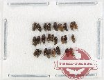 Scraptidae Scientific lot no. 1 (25 pcs)